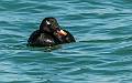 image by Kirms Photography White-winged Scoter-1